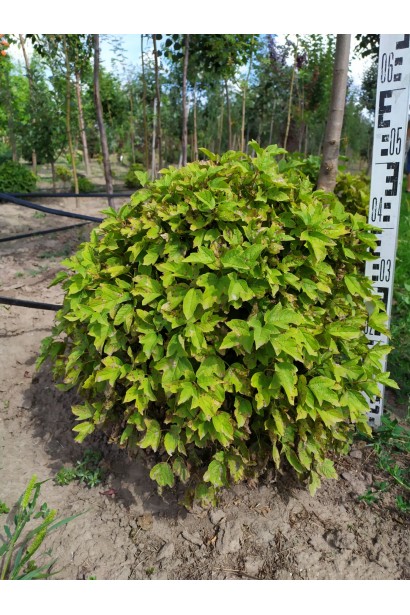 Калина звичайна Нанум  - ком15кг/вис.30-40см/Ø50-60см